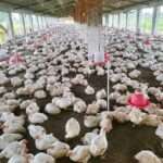 Poultry Business Guide for Beginners